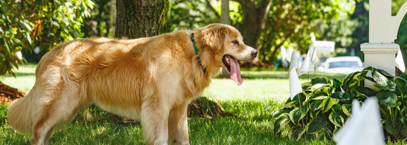 DogWatch of Appalachia & West Virginia, Ashland, Kentucky | Outdoor Hidden Dog Fences Slider Image